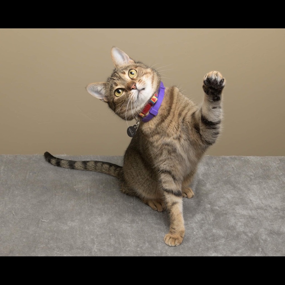 Meet your Posher, Rebecca